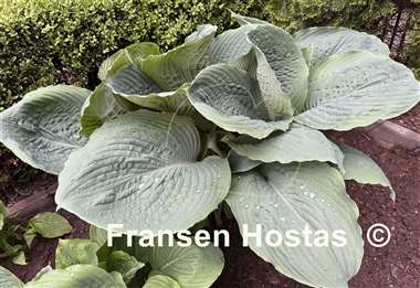 Hosta Viking Ship