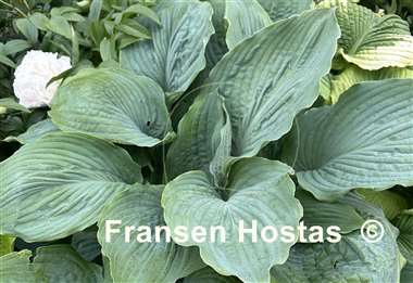 Hosta Viking Ship