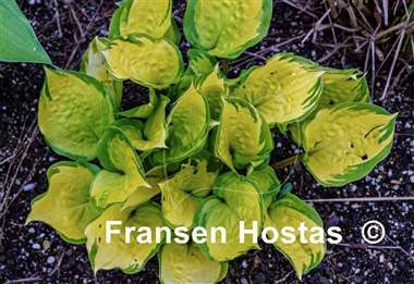 Hosta Volcano Island