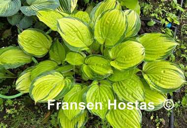 Hosta Volcano Island