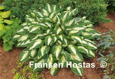 Hosta Vulcan