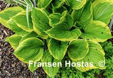 Hosta ventricosa 'Aureomarginata'