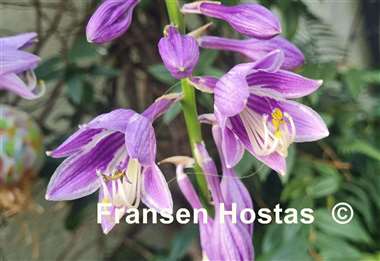 Hosta ventricosa