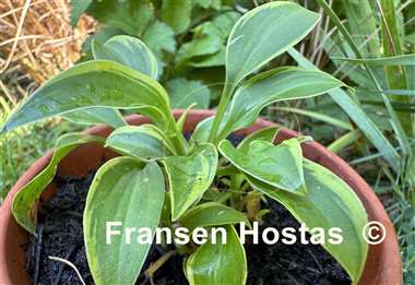 Hosta venusta 'Aureomarginata'