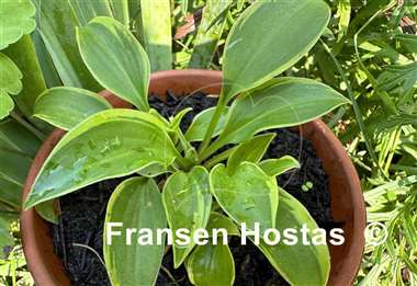 Hosta venusta 'Aureomarginata'