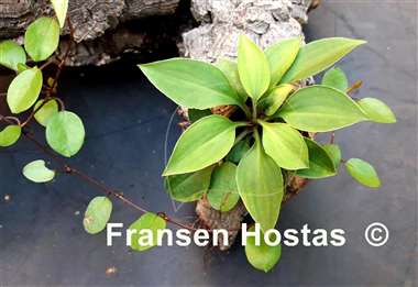 Hosta venusta 'Porter'