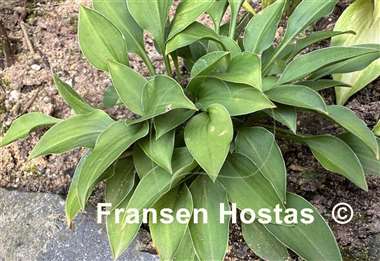 Hosta venusta 'Porter'