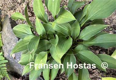 Hosta venusta 'Porter'