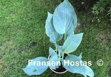 Hosta Valley's Blue Curacao