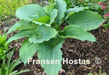 Hosta Valley's Blue Flush