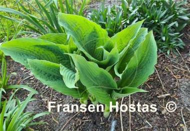 Hosta Valley's Blue Flush 