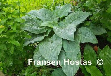 Hosta Valley's Blue Flush