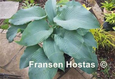 Hosta Valley's Blue Warrior