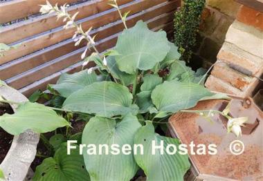 Hosta Valley's Blue Warrior