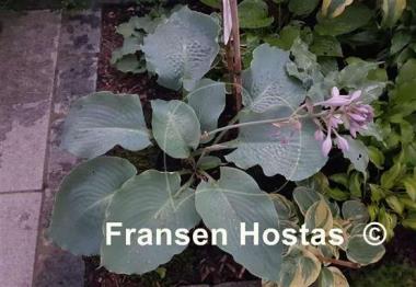 Hosta Valley's Blue Wedding