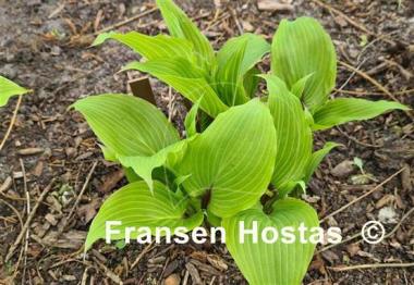 Hosta Valley's Cactus Bowl