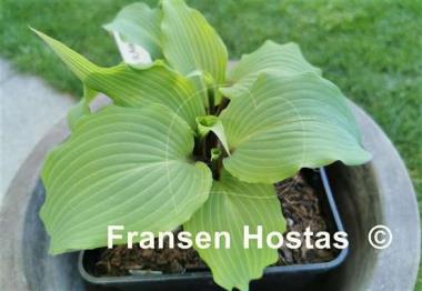 Hosta Valley's Cactus Bowl