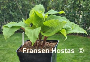 Hosta Valley's Cactus Bowl