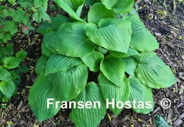 Hosta Valley's Cathedral