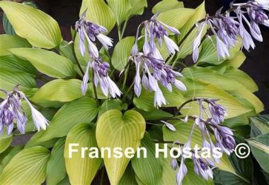 Hosta Valley's Chute-the-Chute