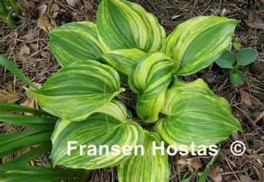 Hosta Valley's Crazy Diamonds