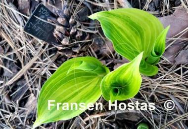 Hosta Valley's Crazy Diamonds