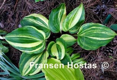 Hosta Valley's Crazy Diamonds