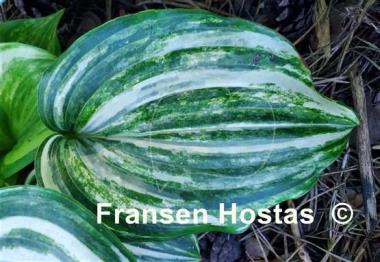 Hosta Valley's Crazy Diamonds