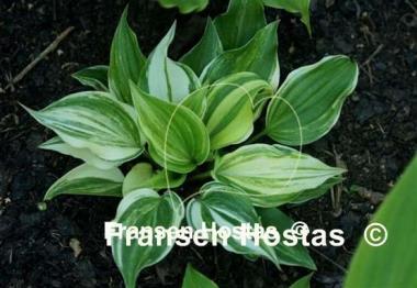 Hosta Valley's Crazy Diamonds
