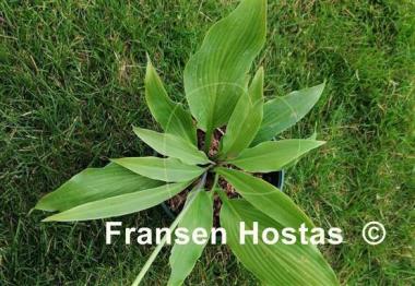 Hosta Valley's Funboard