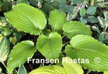 Hosta Valley's Glossy Veins