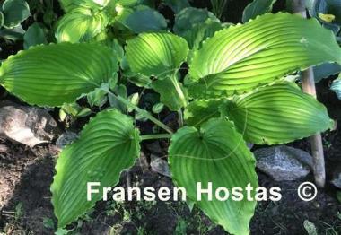 Hosta Valley's Glossy Veins