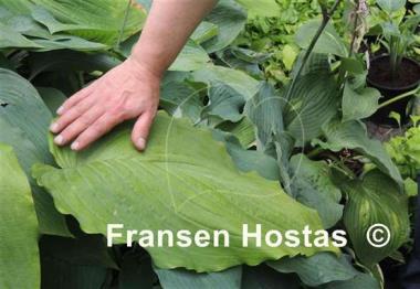 Hosta Valley's Himitsu