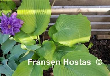 Hosta Valley's Himitsu