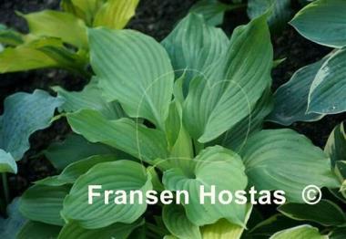 Hosta Valley's Himitsu