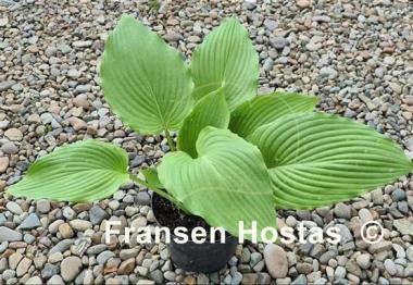 Hosta Valley's Himitsu