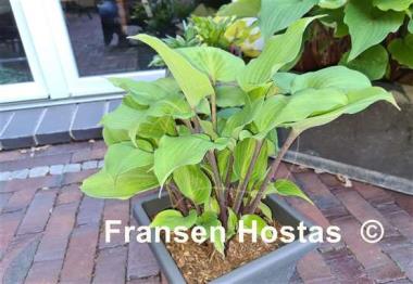 Hosta Valley's Hot Legs