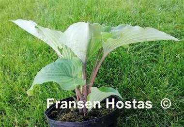 Hosta Valley's Iron Lady