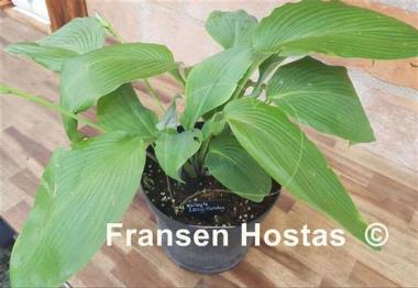 Hosta Valley's Lazy Sunday