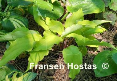 Hosta Valley's Lemon Limbo