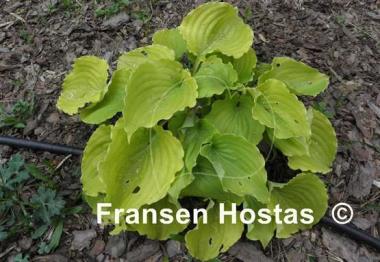Hosta Valley's Lemon Squash