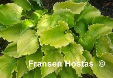 Hosta Valley's Lemon Squash