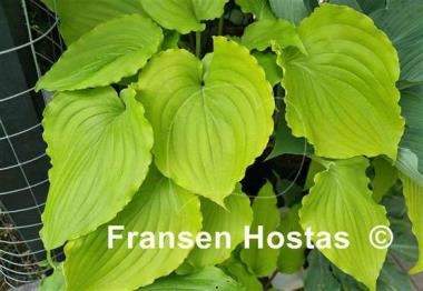 Hosta Valley's Lemon Squash