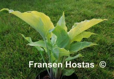 Hosta Valley's Matador