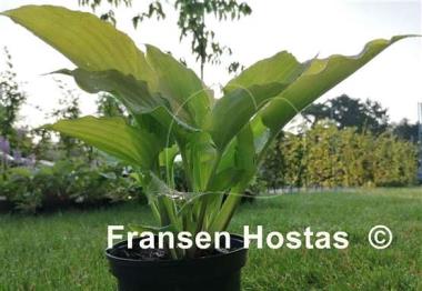 Hosta Valley's Matador