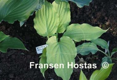 Hosta Valley's Matador