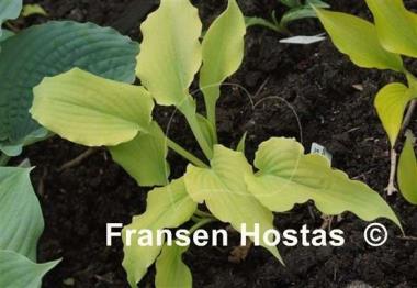 Hosta Valley's Matador