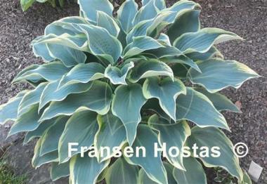 Hosta Valley's Paparazzi