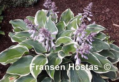 Hosta Valley's Paparazzi