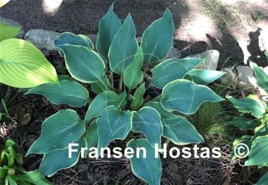 Hosta Valley's Paparazzi